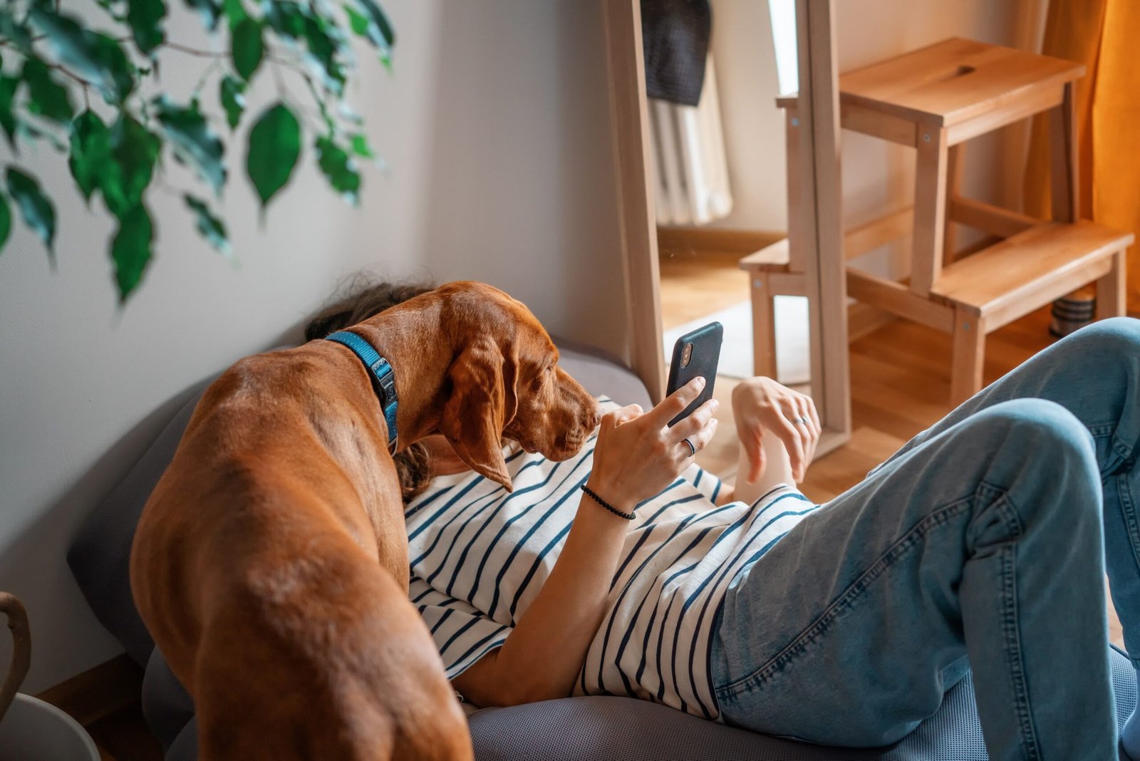 Dog resting on its owner