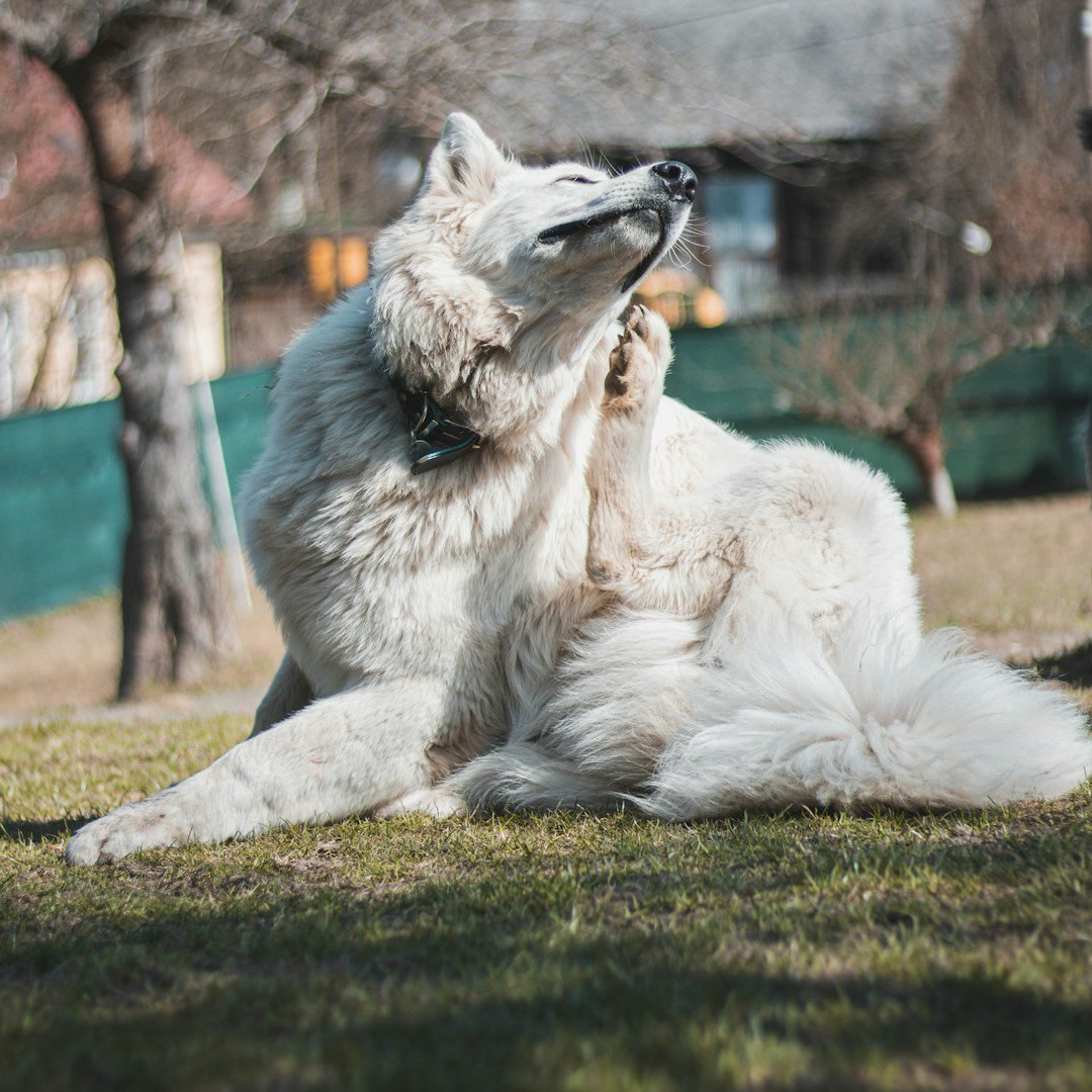 A white dog scratching its ear